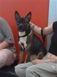 Shelter Stray Male Dog last seen Near BLOCK KINGSTON AVE, 3528 Newburg Rd, Louisville, KY 40218, USA