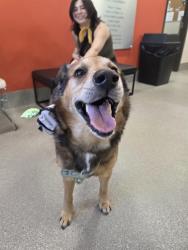 Shelter Stray Male Dog last seen Near BLOCK KLONDIKE LANE, 3528 Newburg Rd, Louisville, KY 40218, USA