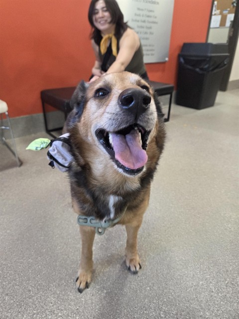 Shelter Stray Male Dog last seen Near BLOCK KLONDIKE LANE, 3528 Newburg Rd, Louisville, KY 40218, USA