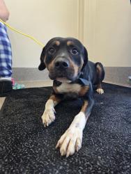 Shelter Stray Male Dog last seen Near BLOCK S 3RD STREET, 3528 Newburg Rd, Louisville, KY 40218, USA