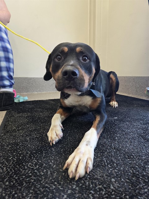 Shelter Stray Male Dog last seen Near BLOCK S 3RD STREET, 3528 Newburg Rd, Louisville, KY 40218, USA