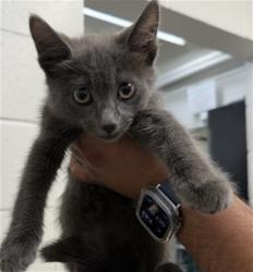 Shelter Stray Male Cat last seen Near BLOCK CHANDLER PL FRONT GATE, 333 Chandler Pl, San Bernardino, CA 92408, USA