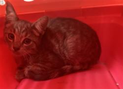 Shelter Stray Male Cat last seen Near BLK W WILLOW ST, LONG BEACH CA, 90806, 7700 E Spring St, Long Beach, CA 90815, USA