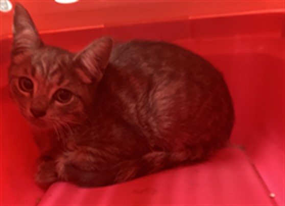 Shelter Stray Male Cat last seen Near BLK W WILLOW ST, LONG BEACH CA, 90806, 7700 E Spring St, Long Beach, CA 90815, USA