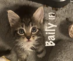 Shelter Stray Female Cat last seen Near BLOCK W BROOKWAY DR, 4522 W 3500 S, West Valley City, UT 84120, USA