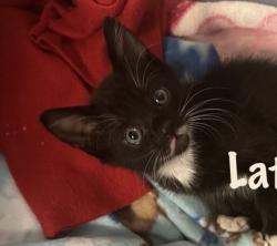 Shelter Stray Male Cat last seen Near BLOCK W BROOKWAY DR, 4522 W 3500 S, West Valley City, UT 84120, USA