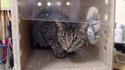 Shelter Stray Male Cat last seen Near BLOCK E 66TH AVE, COMMERCE CITY, CO 80022, 1241 W Bayaud Ave, Denver, CO 80223, USA