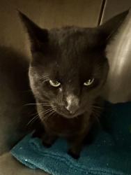 Shelter Stray Male Cat last seen Near BLOCK W HUNTER MESA DR, 4522 W 3500 S, West Valley City, UT 84120, USA