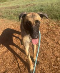Shelter Stray Female Dog last seen CHARLOTTE, 8315 Byrum Dr, Charlotte, NC 28217, USA