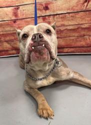 Found/Stray Unknown Dog last seen Located at Rockdale County Animal Service, 1506 Rockbridge Road, Conyers, GA 30012, Conyers, GA 30012