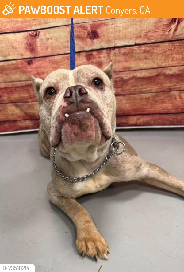 Found/Stray Unknown Dog last seen Located at Rockdale County Animal Service, 1506 Rockbridge Road, Conyers, GA 30012, Conyers, GA 30012