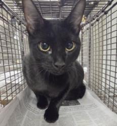 Shelter Stray Female Cat last seen , 14409 Vanowen St, Van Nuys, CA 91405, USA