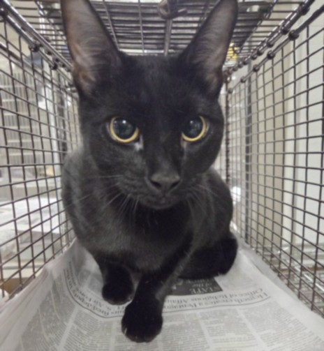 Shelter Stray Female Cat last seen , 14409 Vanowen St, Van Nuys, CA 91405, USA