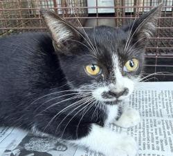 Shelter Stray Male Cat last seen Near BLOCK SAN CARLOS ST, 4710 TX-151, San Antonio, TX 78227, USA