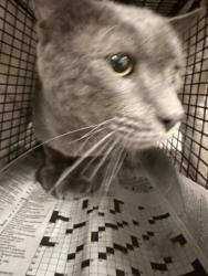 Shelter Stray Male Cat last seen , 14409 Vanowen St, Van Nuys, CA 91405, USA