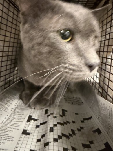Shelter Stray Male Cat last seen , 14409 Vanowen St, Van Nuys, CA 91405, USA