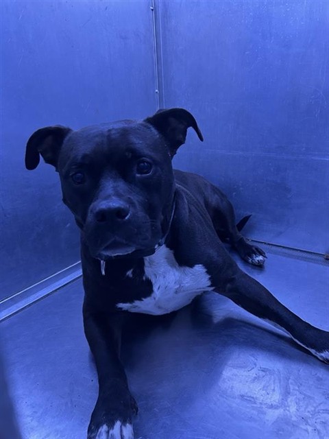 Shelter Stray Male Dog last seen ISHI CIR & SAN JUAN RD, 2127 Front St, Sacramento, CA 95818, USA