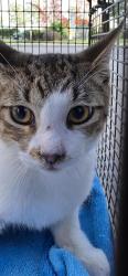 Shelter Stray Male Cat last seen Near BLOCK MAVERICK CLIMB BROUGHT TO ACS, 4710 TX-151, San Antonio, TX 78227, USA