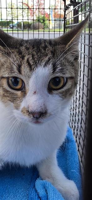 Shelter Stray Male Cat last seen Near BLOCK MAVERICK CLIMB BROUGHT TO ACS, 4710 TX-151, San Antonio, TX 78227, USA