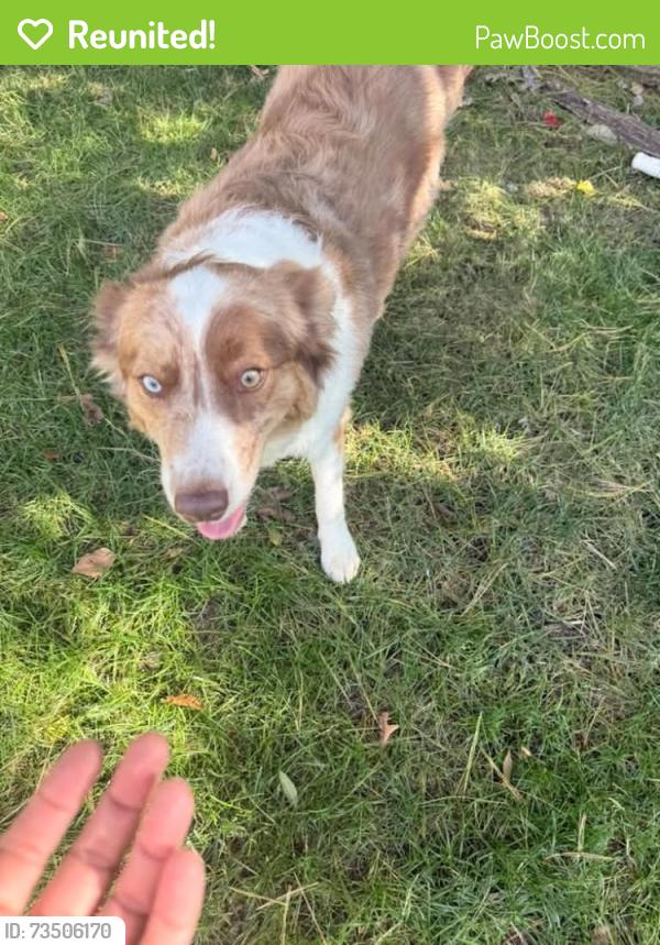 Reunited Female Dog last seen Near Druid Lane, Greenwich, CT 06878