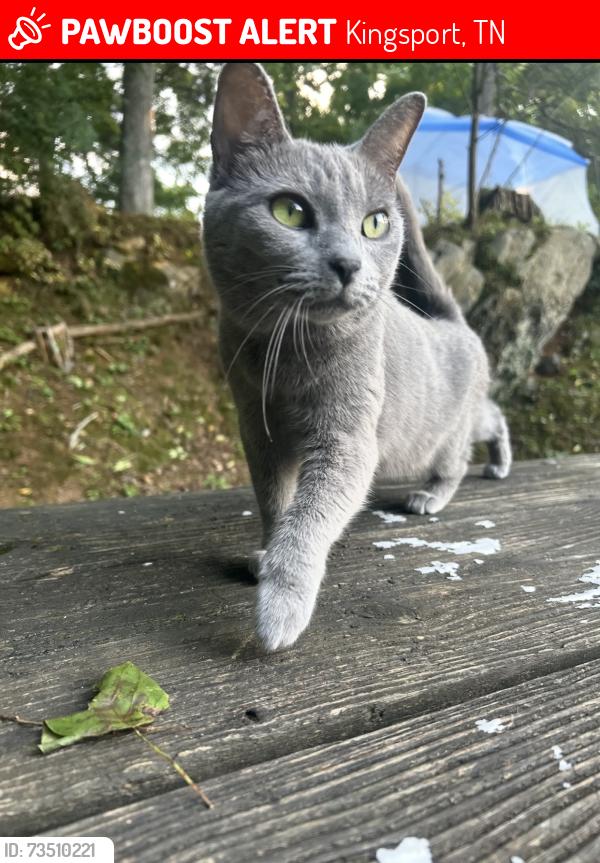 Lost Female Cat last seen The Laundry station Lynn Garden, Kingsport, TN 37665