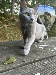 Lost Female Cat last seen The Laundry station Lynn Garden, Kingsport, TN 37665