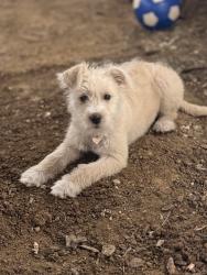 Lost Female Dog last seen Garden Ridge and 407, Lewisville, TX 75057