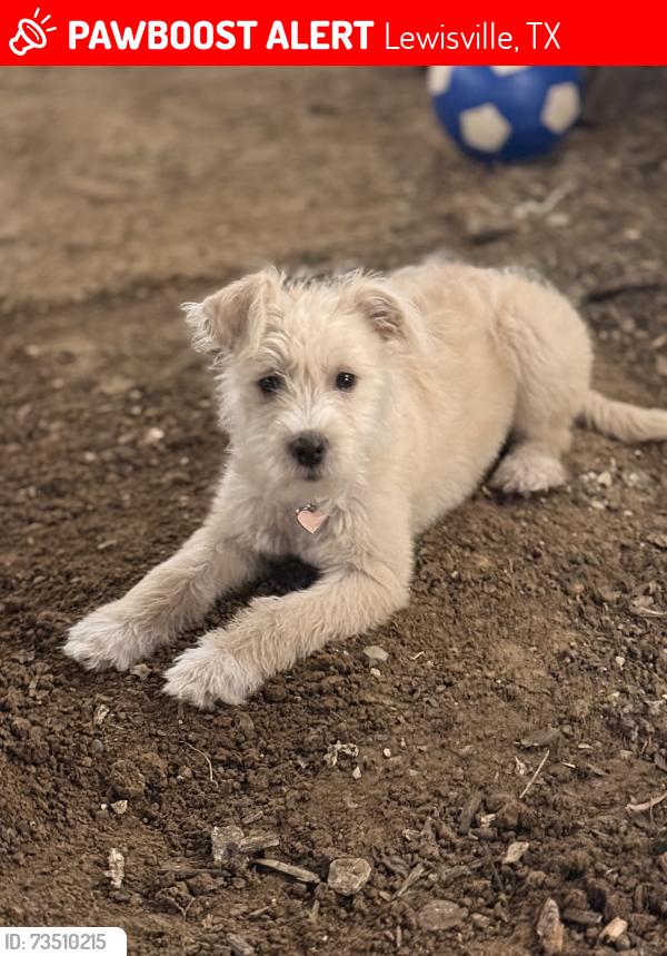Lost Female Dog last seen Garden Ridge and 407, Lewisville, TX 75057