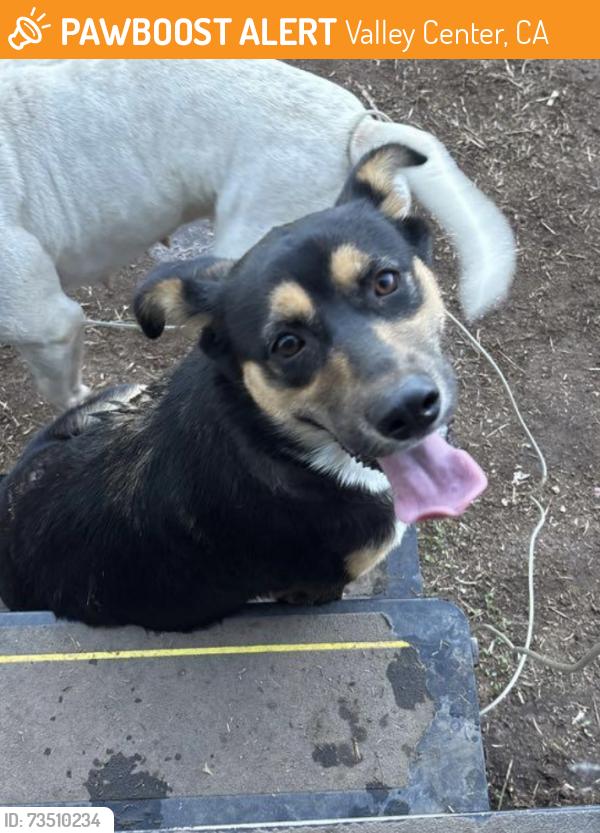 Found/Stray Female Dog last seen Canal rd/ paradise mountain, Valley Center, CA 92082