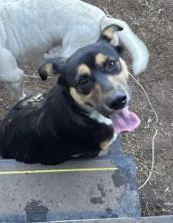 Found/Stray Female Dog last seen Canal rd/ paradise mountain, Valley Center, CA 92082