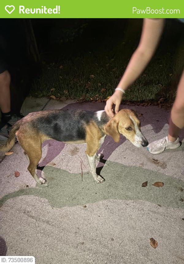 Reunited Female Dog last seen Highway 17 in pelican reef, Pender County, NC 28443