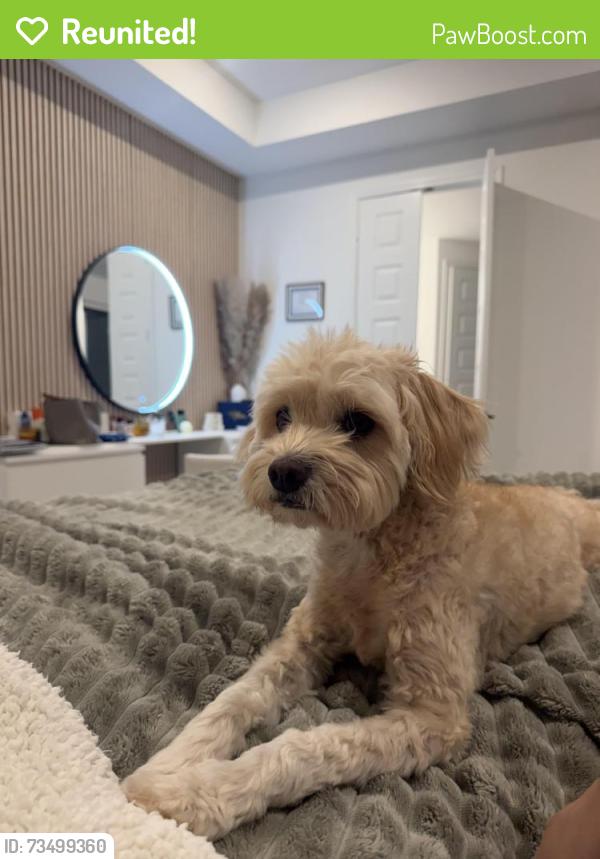Reunited Male Dog last seen Towne lake and tuckerton by the Trader Joe’s, Houston, TX 77433