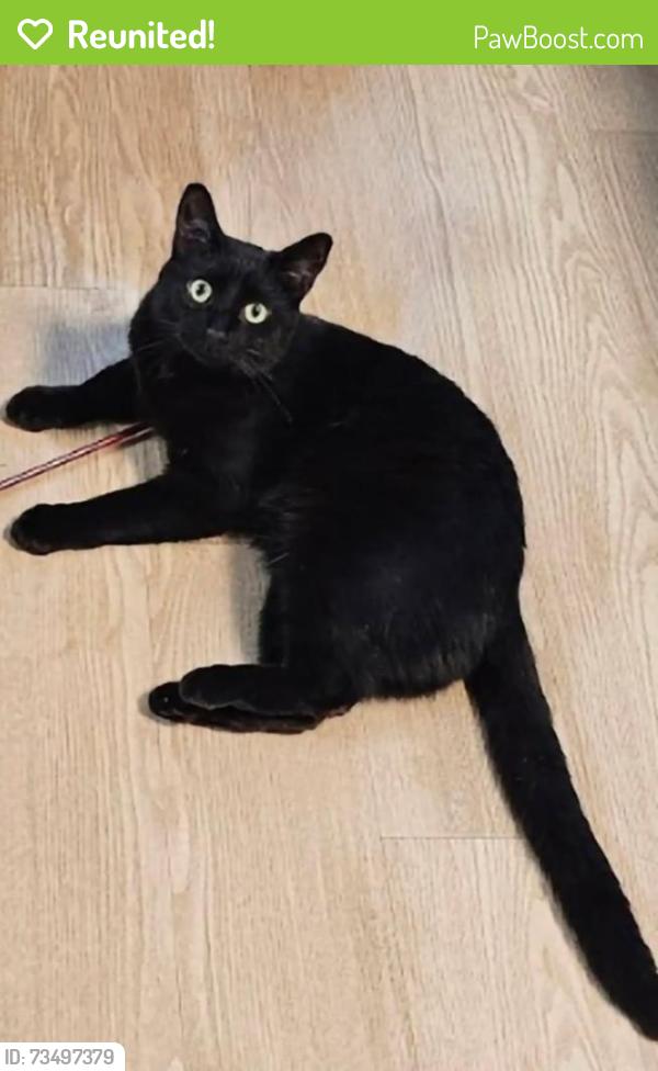 Reunited Male Cat last seen Cornerstone apmts, Elsmere, KY 41018