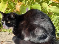 Found/Stray Unknown Cat last seen Greenwich St, Boston, MA 02120