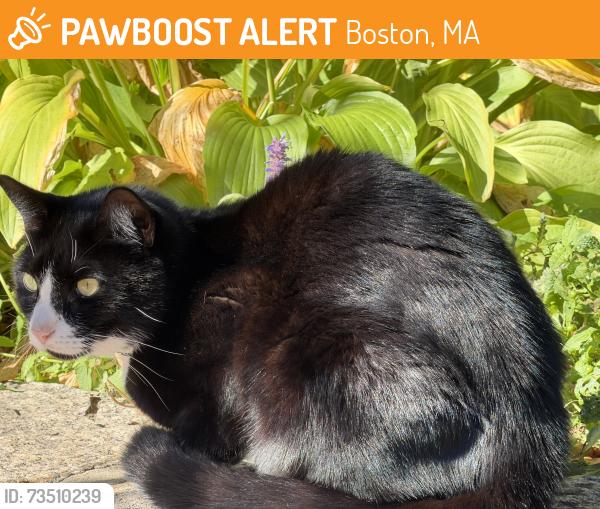 Found/Stray Unknown Cat last seen Greenwich St, Boston, MA 02120