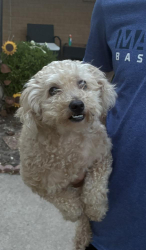 Found/Stray Female Dog last seen Emery Street, Denton, TX 76201