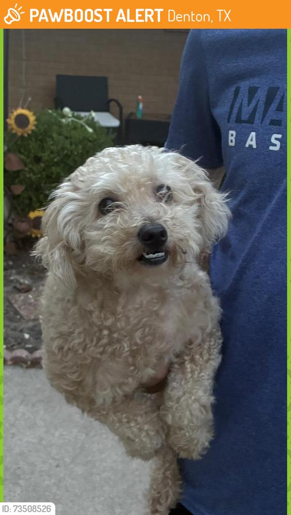 Found/Stray Female Dog last seen Emery Street, Denton, TX 76201