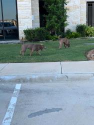 Reunited Male Dog last seen San Palmas apmts, Houston, TX 77084
