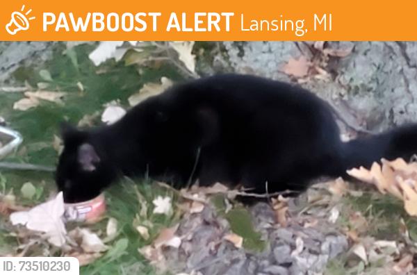 Found/Stray Male Cat last seen Benjamin Davis Park off Wise Rd., Lansing, MI 48911
