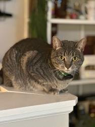 Lost Female Cat last seen Chipotle New Albany, New Albany, OH 43054