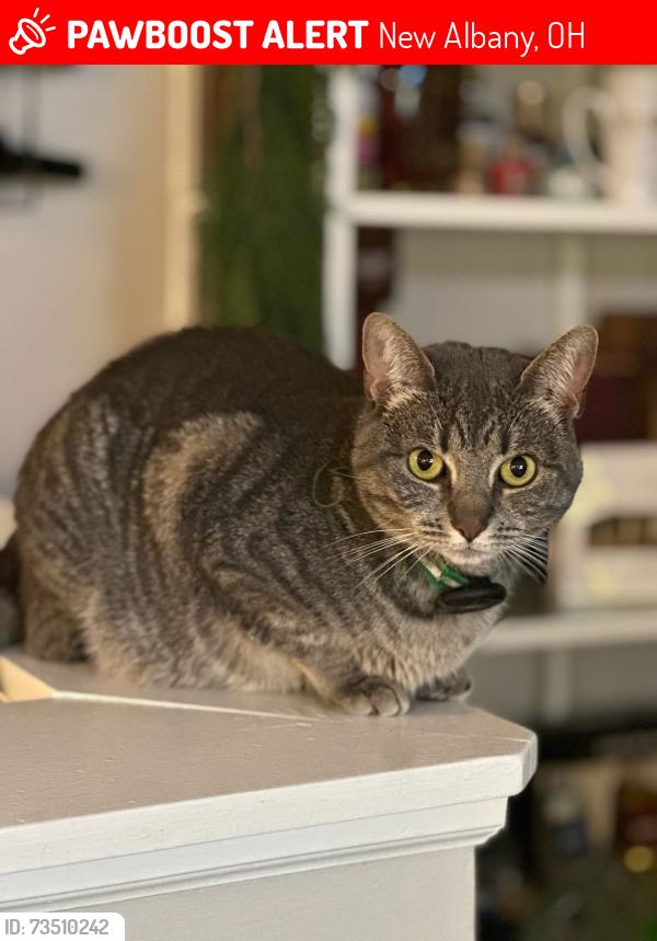 Lost Female Cat last seen Chipotle New Albany, New Albany, OH 43054
