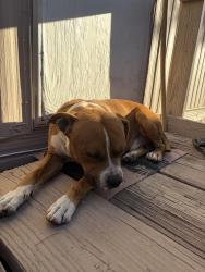 Found/Stray Male Dog last seen Hemlock & Foothill (DMV), Fontana, CA 92335