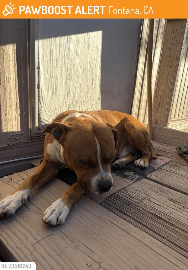 Found/Stray Male Dog last seen Hemlock & Foothill (DMV), Fontana, CA 92335