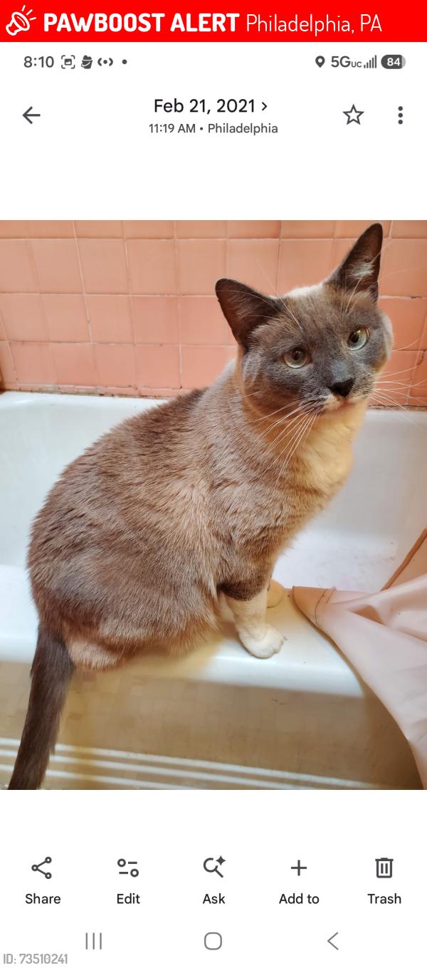 Lost Male Cat last seen Knorr street, longshore Avenue, Philadelphia, PA 19149