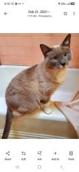 Lost Male Cat last seen Knorr street, longshore Avenue, Philadelphia, PA 19149