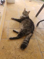 Lost Male Cat last seen SW 39th Street and 59th Ave. Right next to Bird(SW 40th), Miami, FL 33155