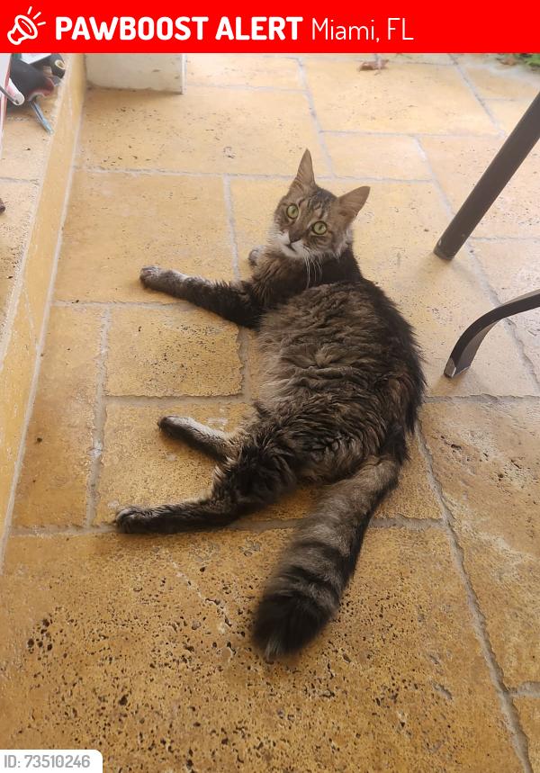 Lost Male Cat last seen SW 39th Street and 59th Ave. Right next to Bird(SW 40th), Miami, FL 33155