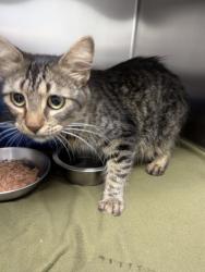Shelter Stray Female Cat last seen Near Keller Pkwy Ste 200, Keller, TX, 330 Rufe Snow Dr, Keller, TX 76248, USA