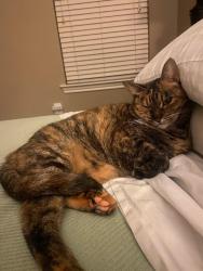 Reunited Female Cat last seen Near Slough Way, Magnolia, TX 77354