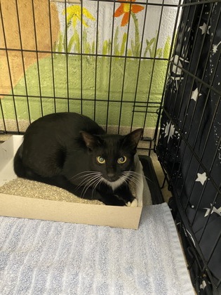 Shelter Stray Unknown Cat last seen Near S Sandpiper Dr, IRC AC, FL, 6230 77th St, Vero Beach, FL 32967, USA